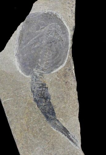 Silurian Phyllocarid (Ceratiocaris) - Scotland #23247